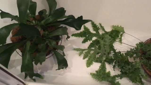 Комнатные цветы. Мои папоротники. Про Платицериум.