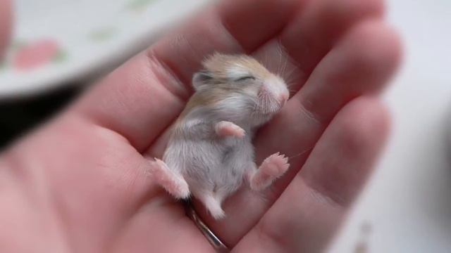 Хомячиха родила. смотреть онлайн