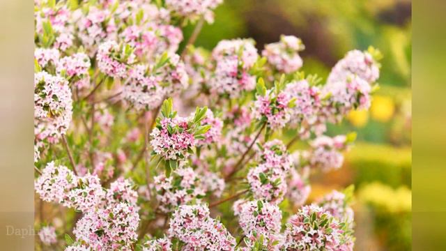 Best Evergreen Flowering Plants To Grow 🛋️ смотреть онлайн