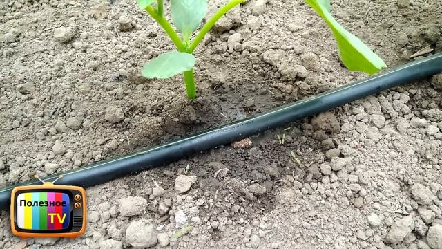 ВЕЧНЫЙ КАПЕЛЬНЫЙ ПОЛИВ СВОИМИ РУКАМИ СДЕЛАЙ И СЕБЕ ТАКОЙ смотреть онлайн