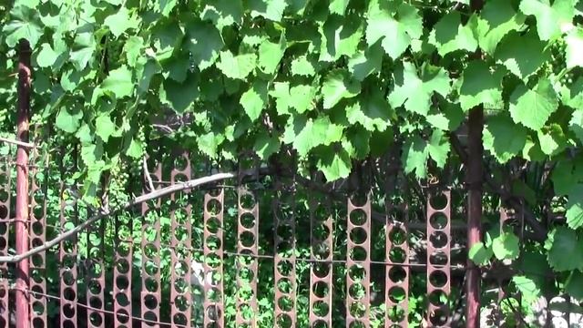 @Защита винограда от болезней и вредителей. Лето 2016 года смотреть онлайн