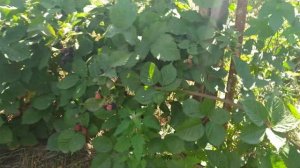 Груша Амфора.Контрольний урожай.Навантаження 4-х річного дерева плодами.