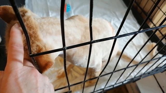 Петербургские котики: история Тимоши из Шлиссельбурга смотреть онлайн