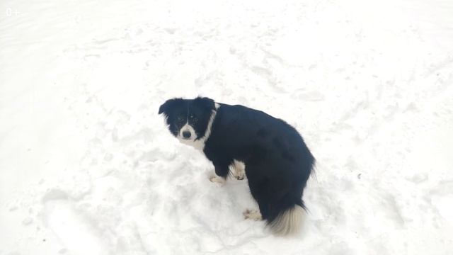 Бордер-колли Шанти и снежная погода | Что делать, когда всё замело смотреть онлайн