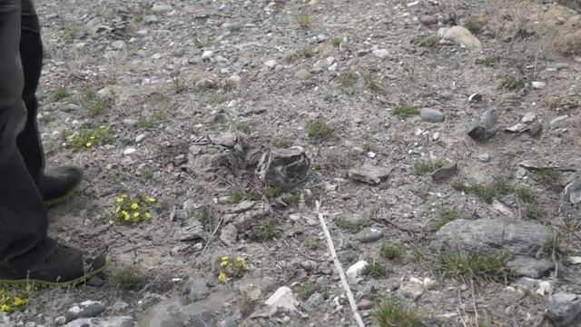 Цветение маральника (багульника) (Путешествие по Горному Алтаю в мае) часть2 смотреть онлайн