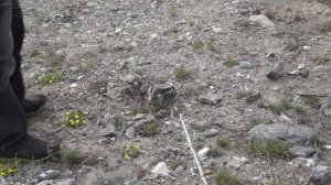 Цветение маральника (багульника) (Путешествие по Горному Алтаю в мае)  часть2