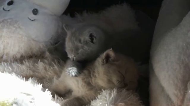 Британских короткошерстных котят смотреть онлайн