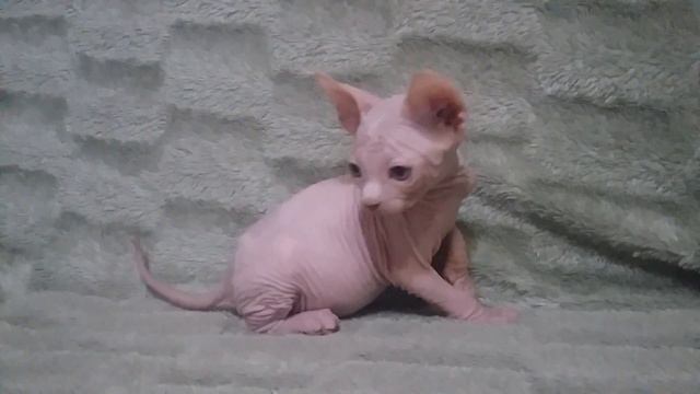 котик канадский сфинкс смотреть онлайн