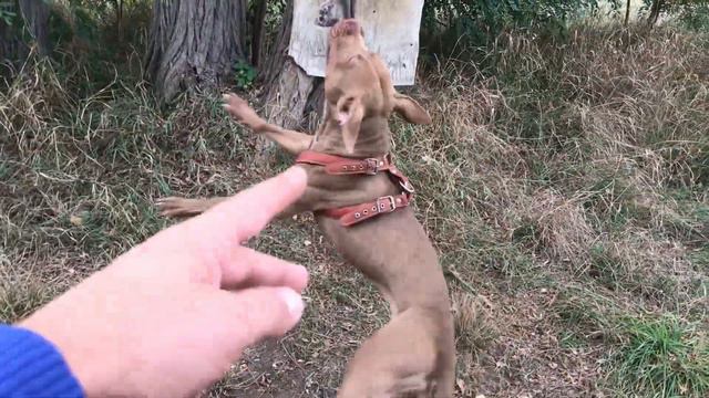 Прыгучии Питбули маленький видео отчёт смотреть онлайн