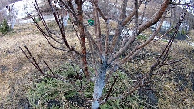 ЯБЛОНЯ. ЧЁРНЫЙ РАК У ЯБЛОНИ, КАК СПАСТИ ДЕРЕВО смотреть онлайн