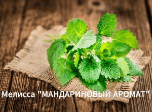 Как сажать мелиссу. Выращивает мелиссу на рассаду. Сорт:» МАндариновый аромат».
