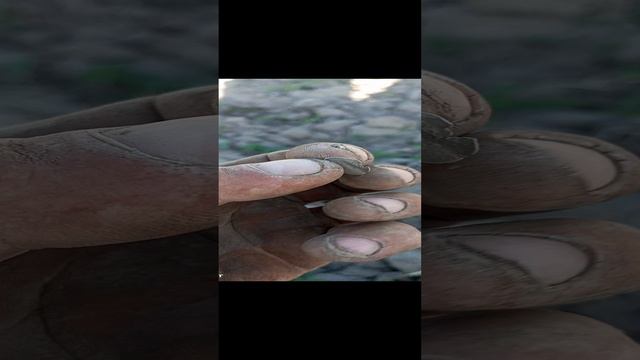 большая чашуйка.