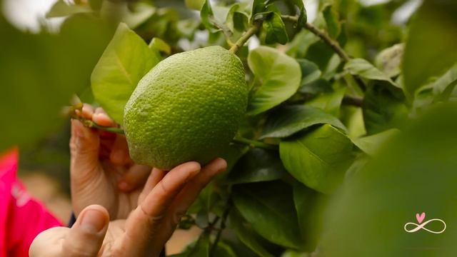 My First Visit To An Orange Farm 🍊|| Valencia, Spain || Video With Subtitles || Infinity Platter смотреть онлайн