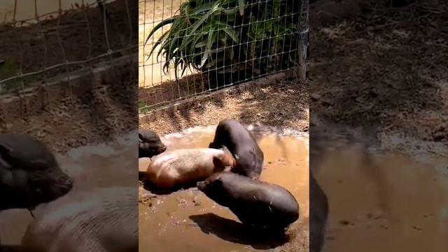 Скоро-скоро выходные!!!😊 Будем кувыркаться, плескаться, веселиться 🍻🥂🍾 bayoun.ru #поросята #отды смотреть онлайн