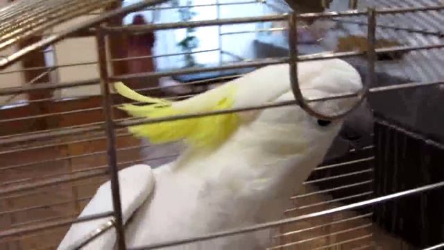 Белый желтохохлый какаду по кличке «Кроша» смотреть онлайн