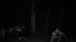 Кто такой Рейк | фото и видео | реальное существо