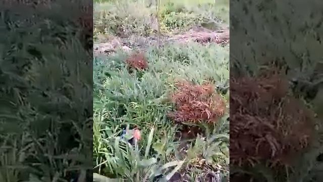 На даче у друзей!!! Просто класс красивые цветки и деревья!!! Собака супер Рекс!!!!!!!!!!!!!!!!!!!! смотреть онлайн