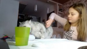 Как ухаживать за животными ? ? ?