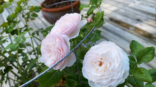 David Austin Shrub Rose - Heritage (1st year - 2nd flush) смотреть онлайн