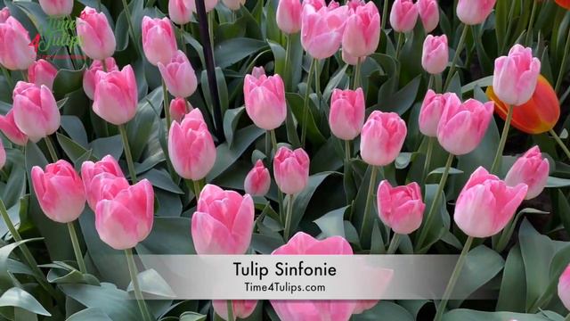 Tulip Sinfonie | Time4Tulips.com