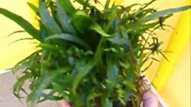 Microsorum Narrow Leaf