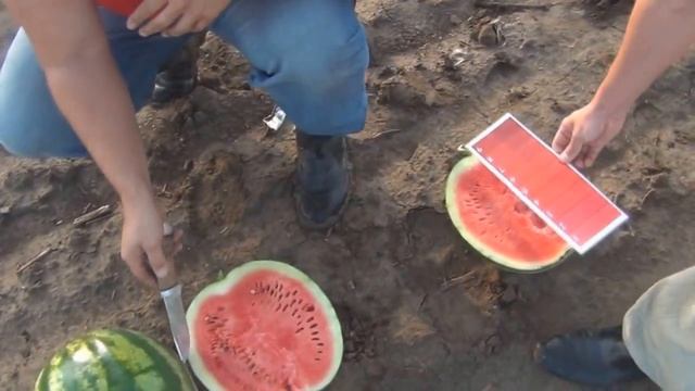 Арбуз Богатырь [5592] F1 - Quality Seeds смотреть онлайн