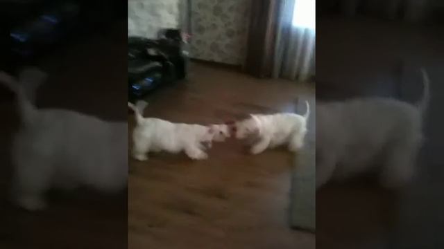 Силихем терьеры Туся и Гоша смотреть онлайн