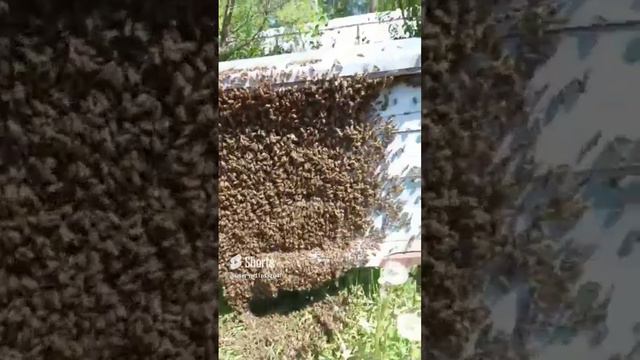 Прилетел большой рой пчёл смотреть онлайн