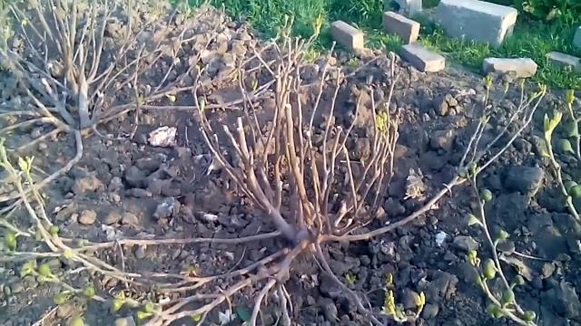 НЕ сажайте инжир в траншеи 2 смотреть онлайн