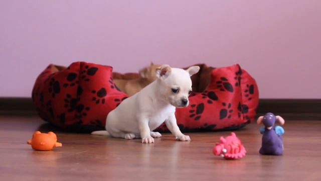 Чихуахуа ,щенки элитных кровей,купить в Украине.CHIHUAHUA puppy for sale. смотреть онлайн