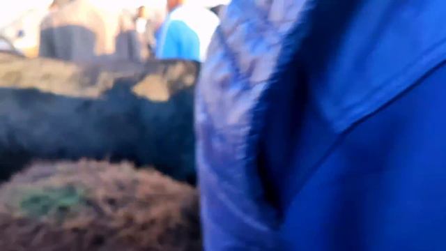 Shahrixon Xoldanbek Cho'ja Chorva Bozori Semiz Buqalar Narxlari 26-mart, 2024