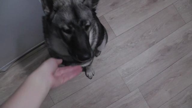 Что будет, если дать собаке сырое яйцо в скорлупе смотреть онлайн