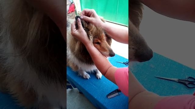 Стрижка ушей 2 смотреть онлайн