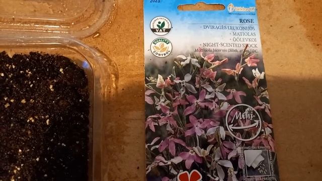 Маттиола двурогая- Ночная фиалка посев на рассаду.