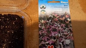 Маттиола двурогая- Ночная фиалка посев на рассаду.