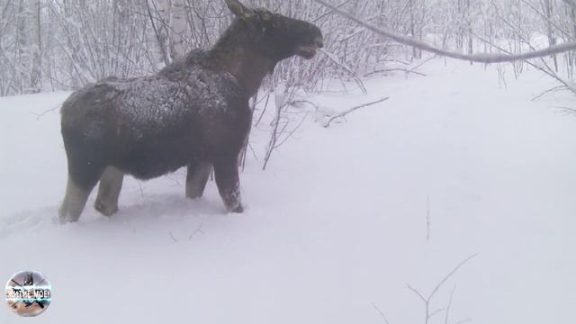 Лосинная тропа. Что кушают лоси зимой в лесу. Съёмка на фотоловушку смотреть онлайн