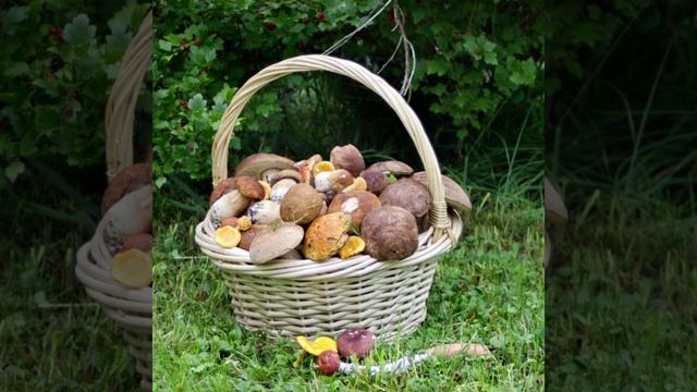 Берестов - хитрые грибы смотреть онлайн