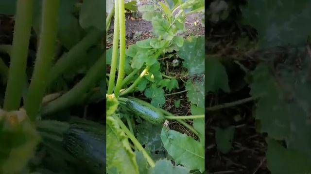 Что выросло из семян кабачка Искандер f1? смотреть онлайн