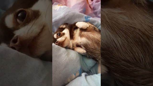 Пойдём на дачу?! Чихуахуа Пулька, шотландская кошка Буня и шиншилла Боцман. 28.05.2022. смотреть онлайн