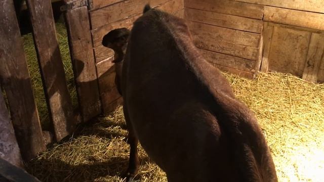 КОГО ВЫБРАТЬ КОЗУ ИЛИ КОЗОЧКУ смотреть онлайн