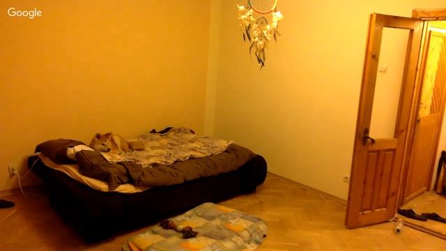 Воскресный вечер щенок Akita inu один дома one at home смотреть онлайн