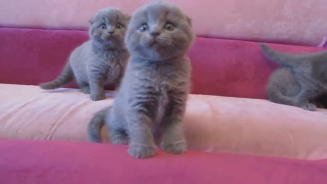 шотландские котята смотреть онлайн
