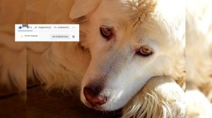 Мареммо абруццкая овчарка. Плюсы и минусы, Цена, Как выбрать, Факты, Уход, История