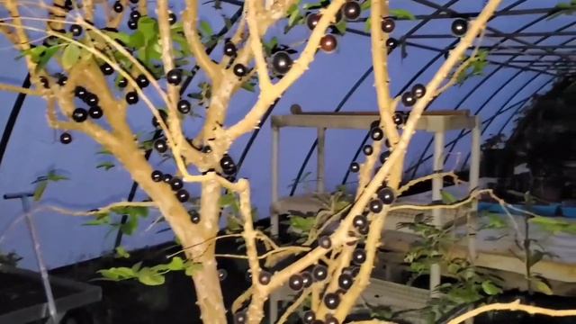 Epic 'Grimal' Jaboticaba Crop, Plinia Sp. 'Peluda De Alagoas' Fruiting In 30gal Pot