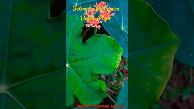 Jatropha Podagrica смотреть онлайн