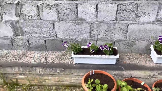 Моя любимая дача 14.05.21❤️Посадила петунии.Клумба с лилиями.Удобрила лилии и клубнику. ❤️ смотреть онлайн