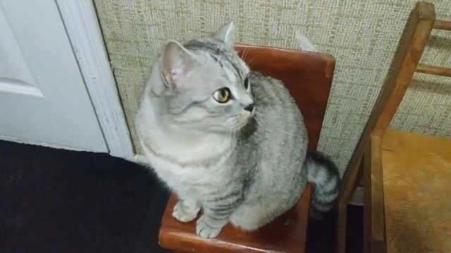 С кем разговаривает шотландский прямоухий кот? Очень милое мяуканье Скоттиш страйт смотреть онлайн