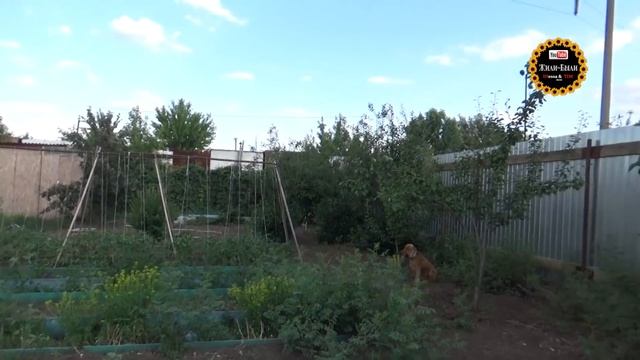 Опять на дачу! Дачный VLOG 19 июня 2019 г. смотреть онлайн