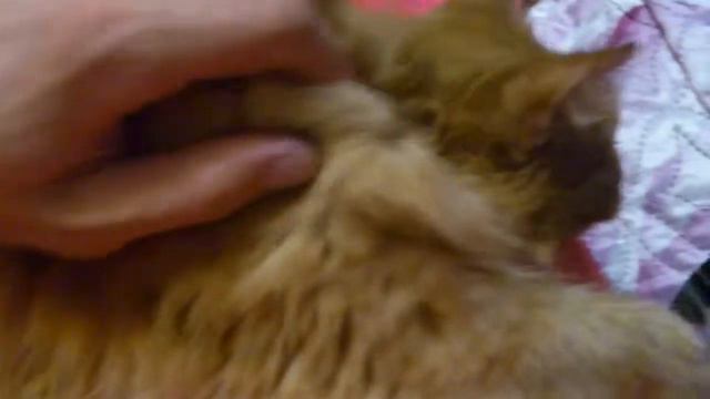 тиша тоже умеет мурчать смотреть онлайн