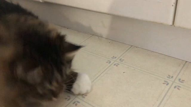 Дурачимся с котом Уссури ???